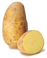 potato variety of Ré Alcmaria