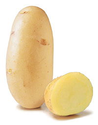 potato variety of Ré Charlotte