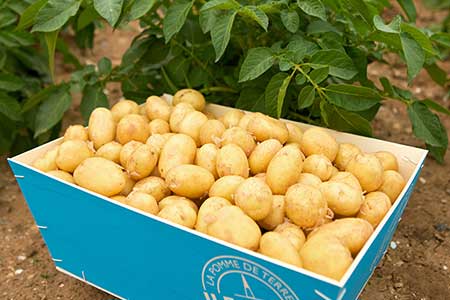 la Pomme de Terre AOP de l'île de Ré