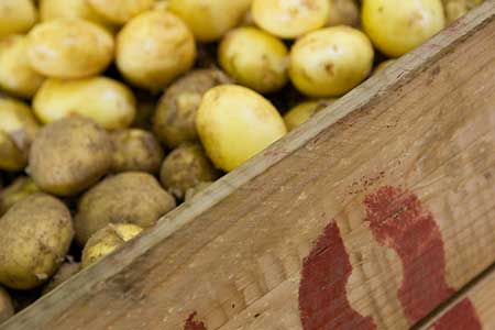 The Protected Designation of Origin Ile de Ré Potato