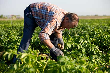 The Protected Designation of Origin Ile de Ré Potato