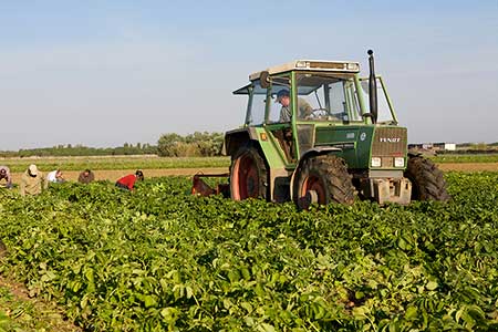 The Protected Designation of Origin Ile de Ré Potato