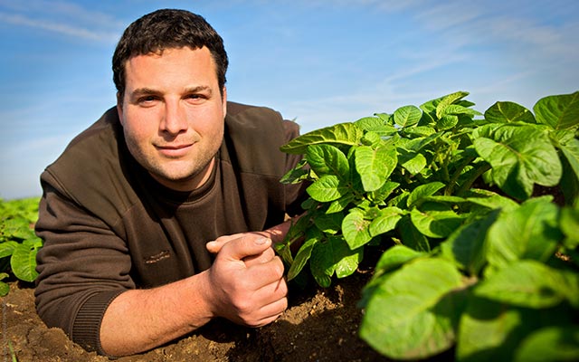 potato producers of Ile de Ré