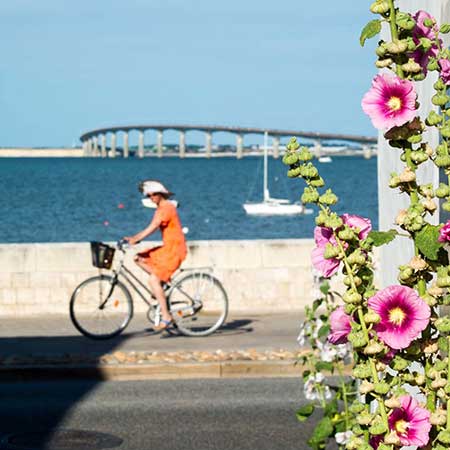 île de Ré terroir de la pomme de terre AOP