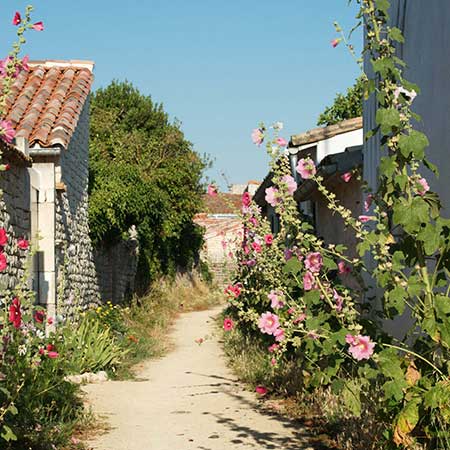 Ré Island, Potato PDO terroir