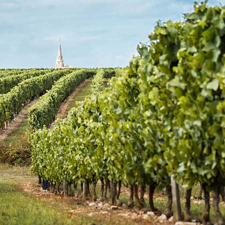 Ré Island, Potato PDO terroir