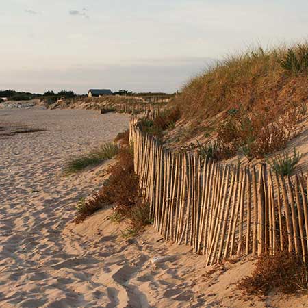 île de Ré terroir de la pomme de terre AOP