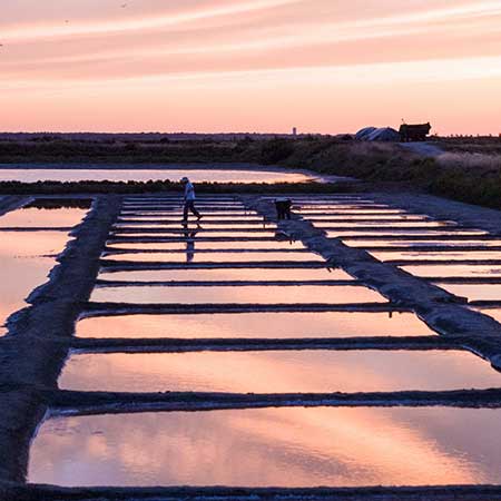 île de Ré terroir de la pomme de terre AOP